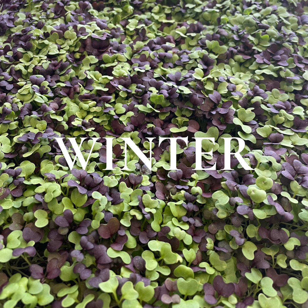 WINTER
