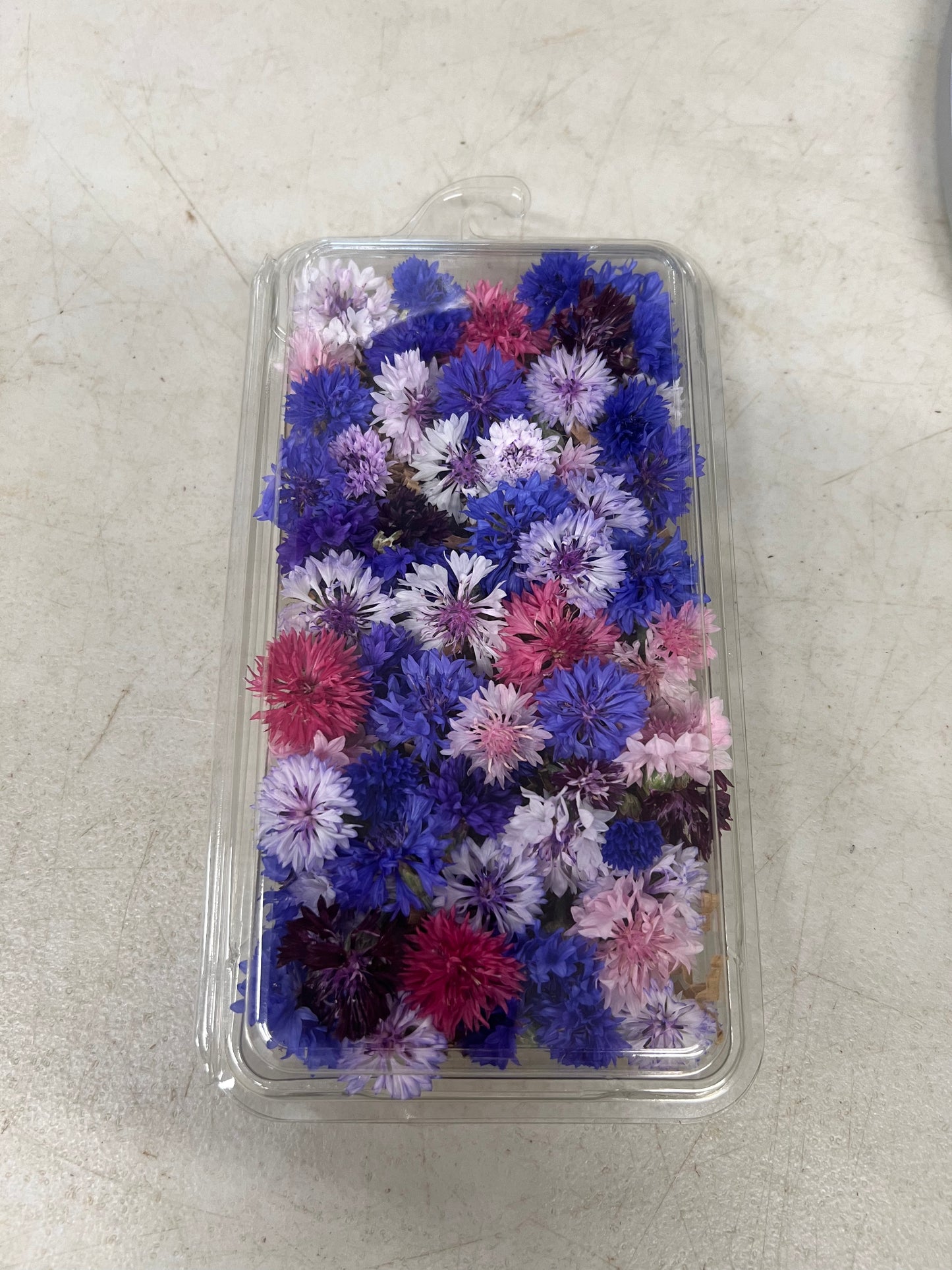 Bachelor Buttons, 12 Count