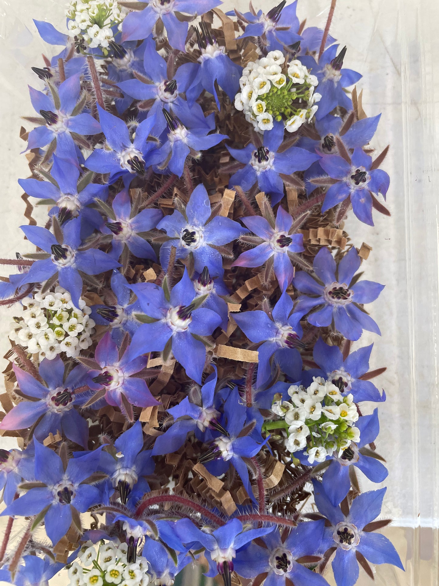 Borage Flowers, 12 count