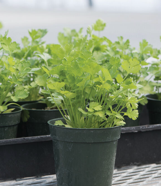 Cilantro - per ounce