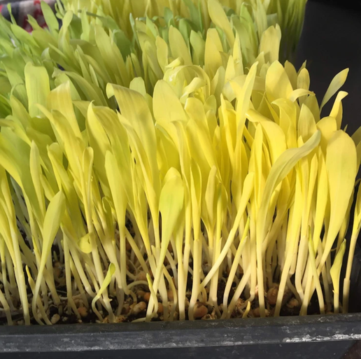 Corn Shoots - Whole Tray