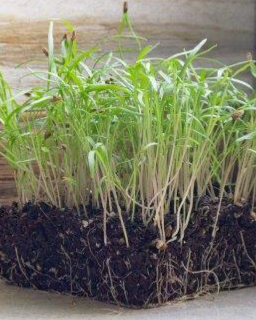 Fennel - Whole Tray