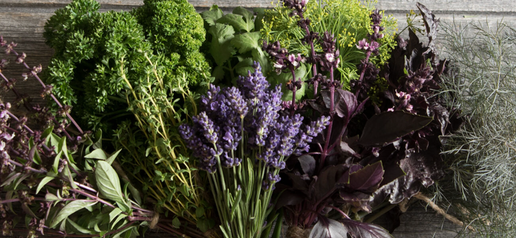 Flowering Herbs, 12 count