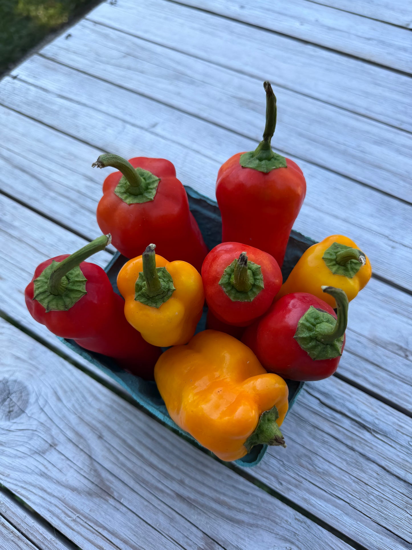 Corno di Toro Peppers