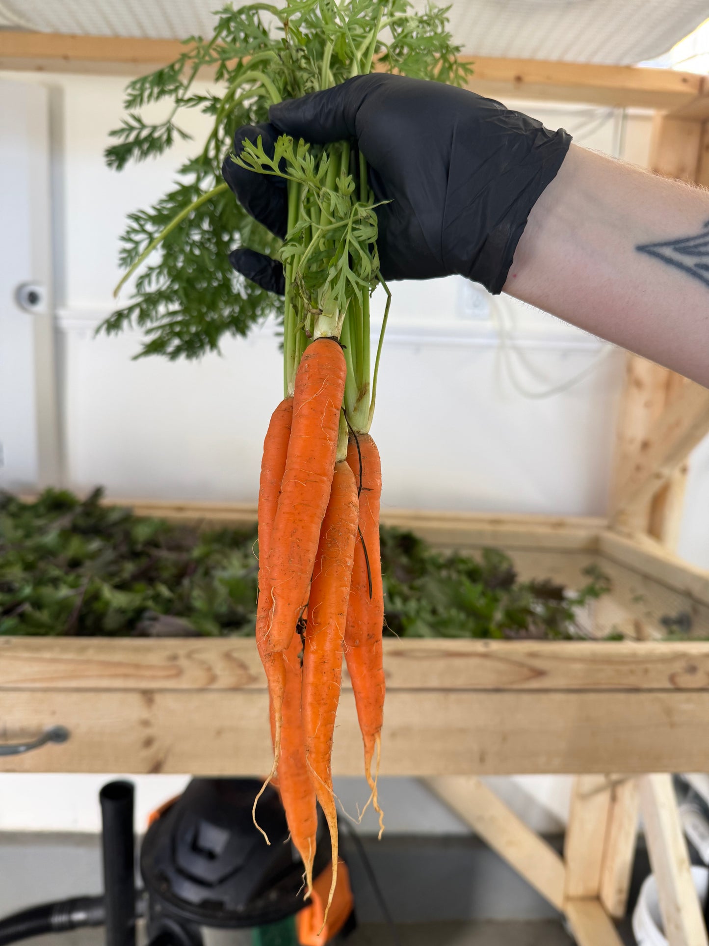 Carrots w/ Tops