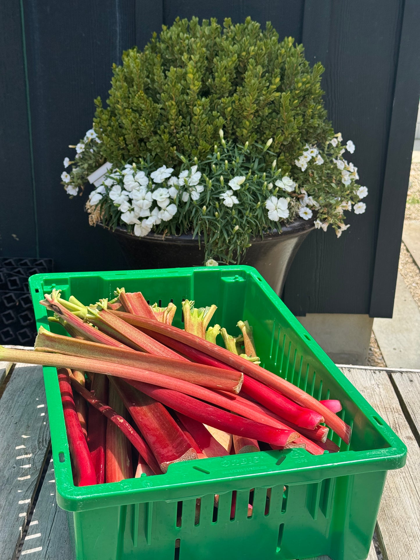 Rhubarb