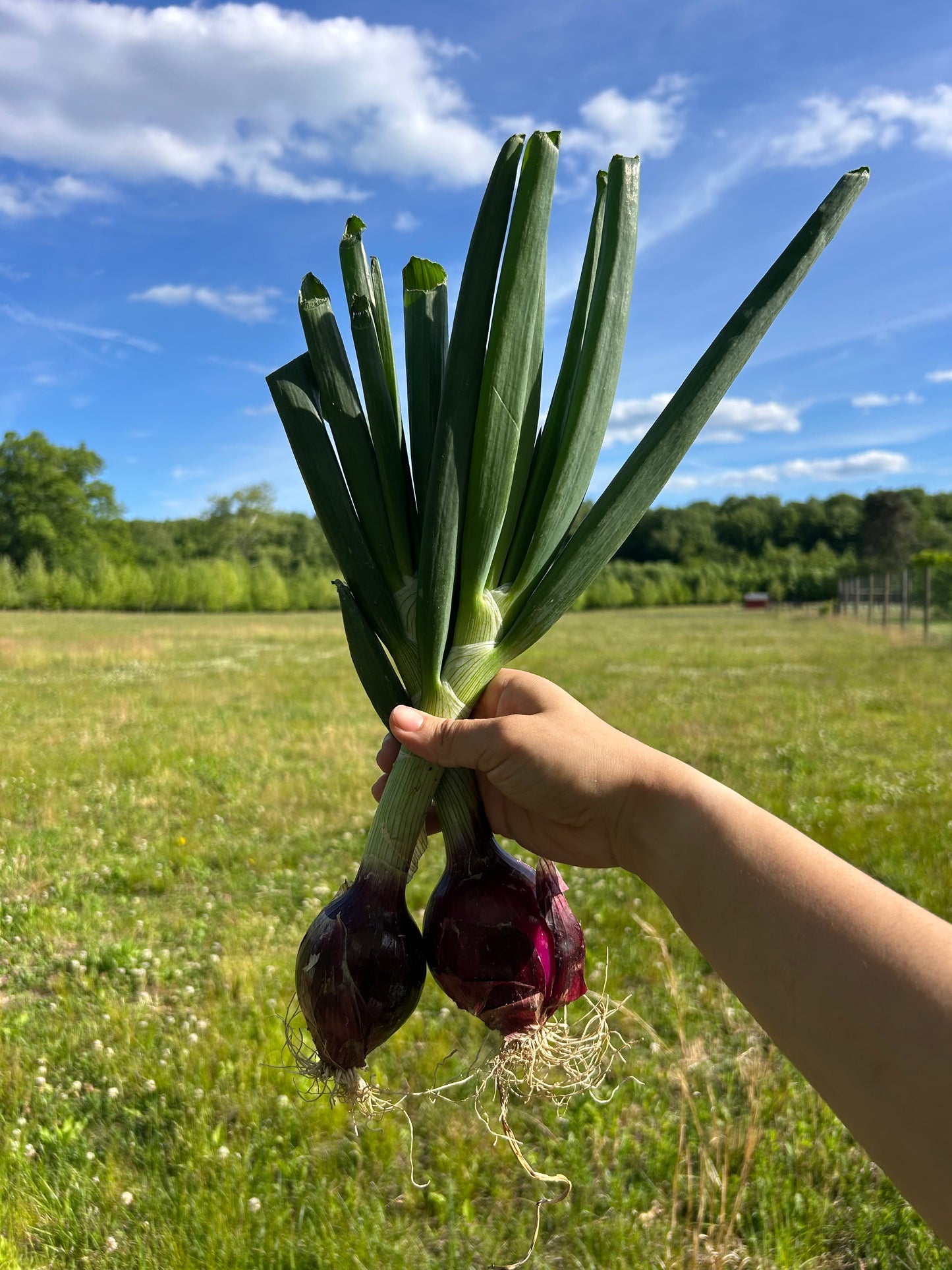 Red Spring Onions (per lb)