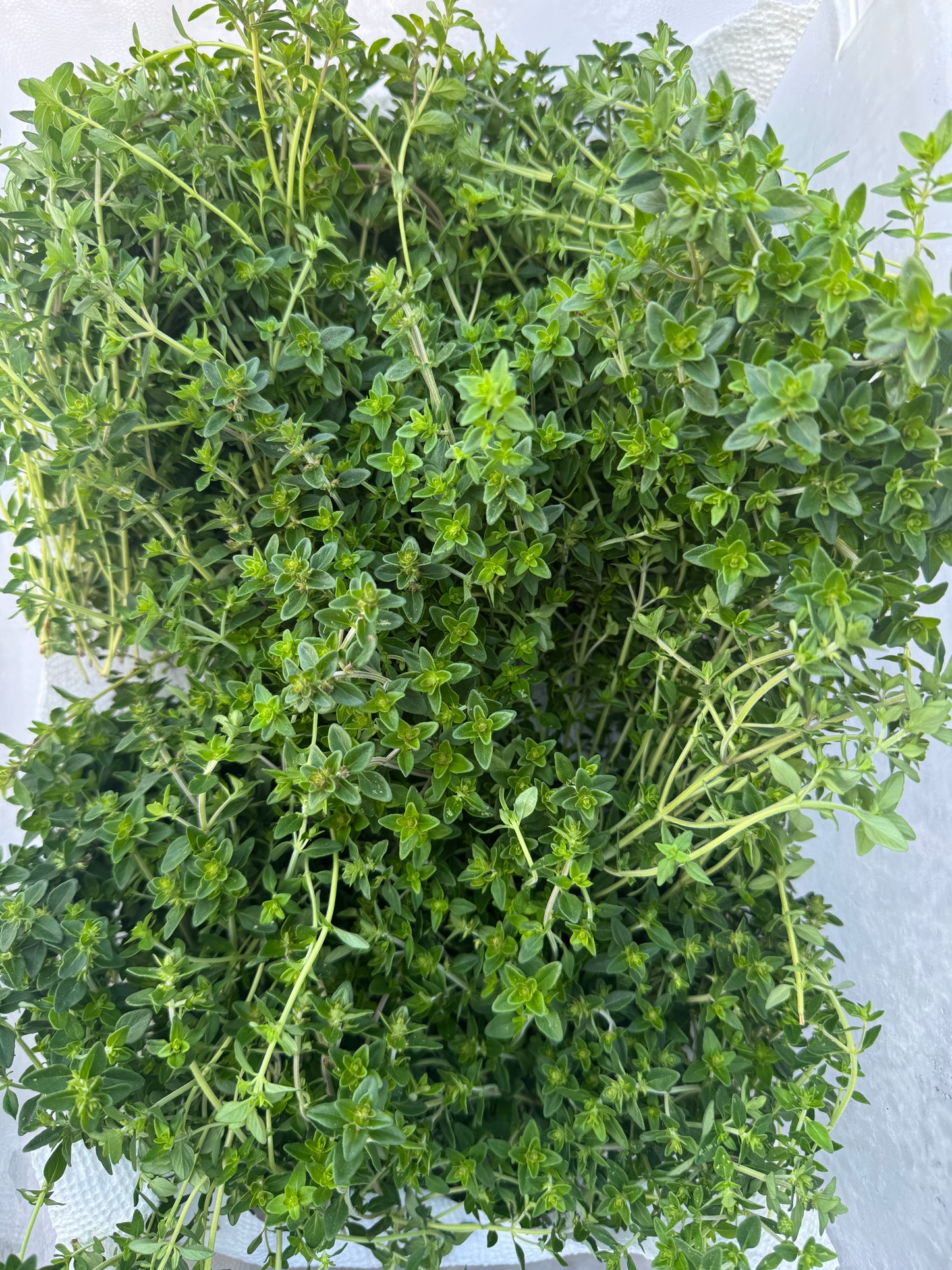 Thyme (per ounce)