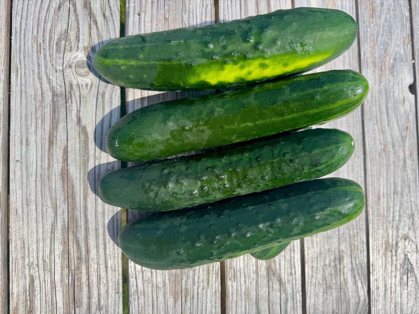 English Cucumbers