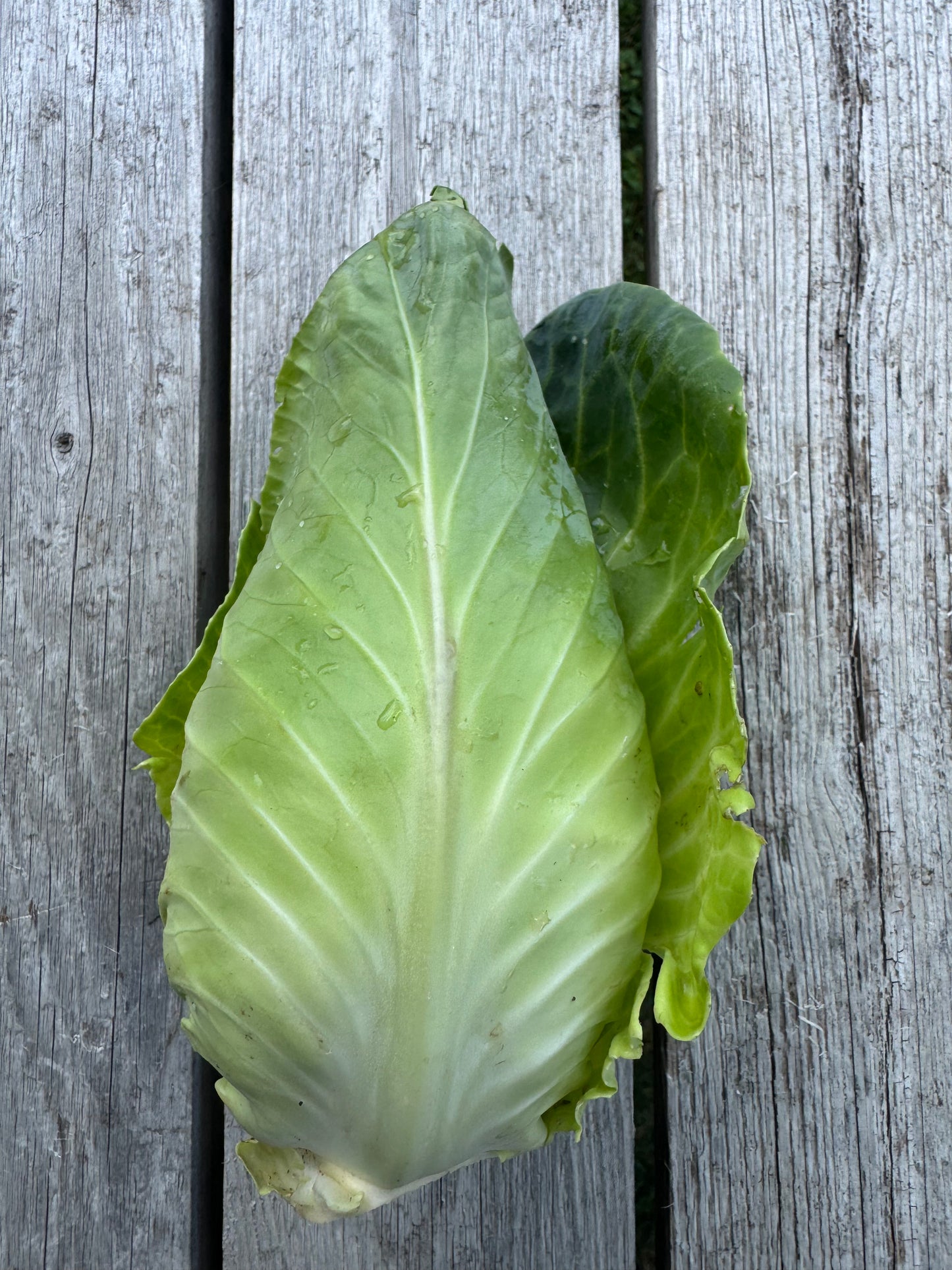 Arrowhead Cabbage