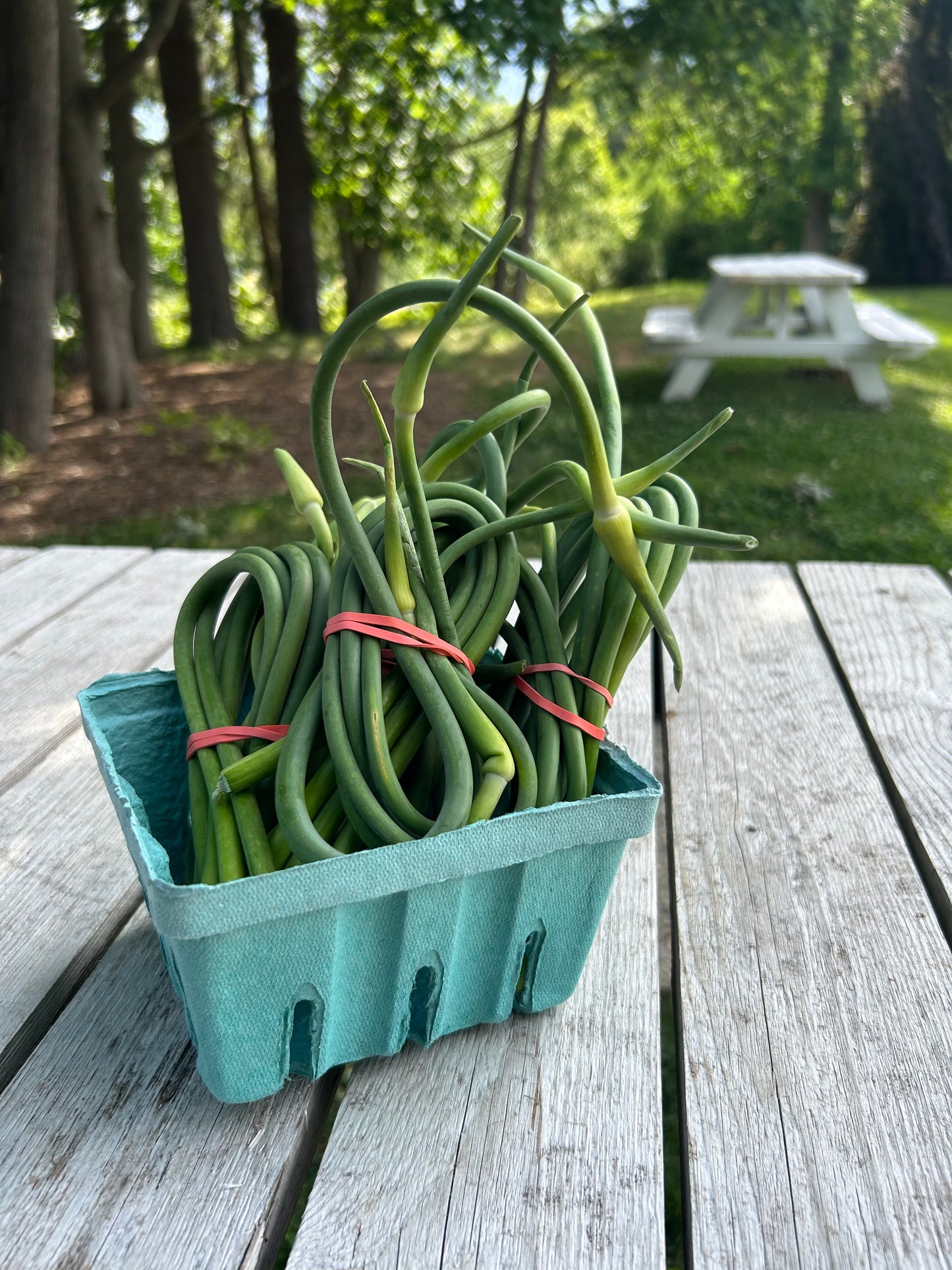 Scapes