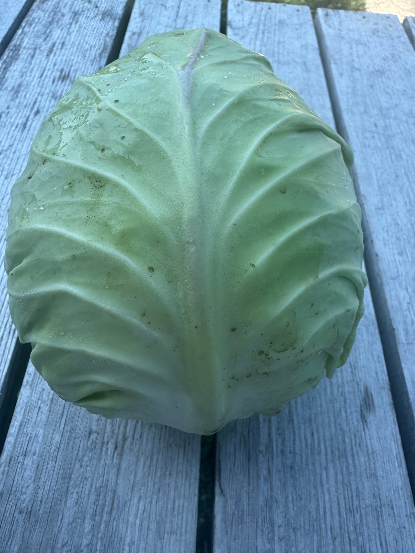 Farao Cabbage (per head)