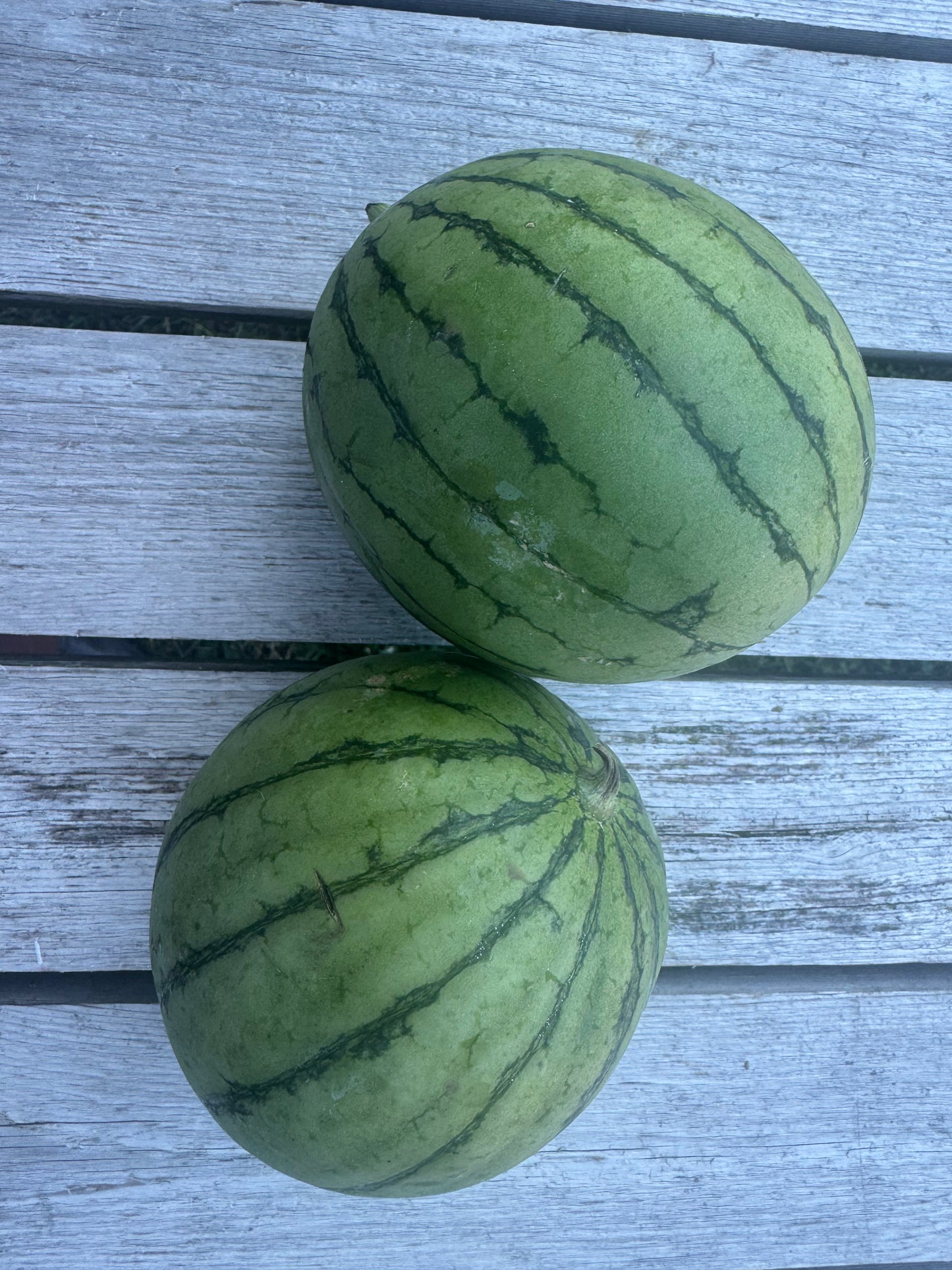 Japanese Ice Box Watermelon (per melon)