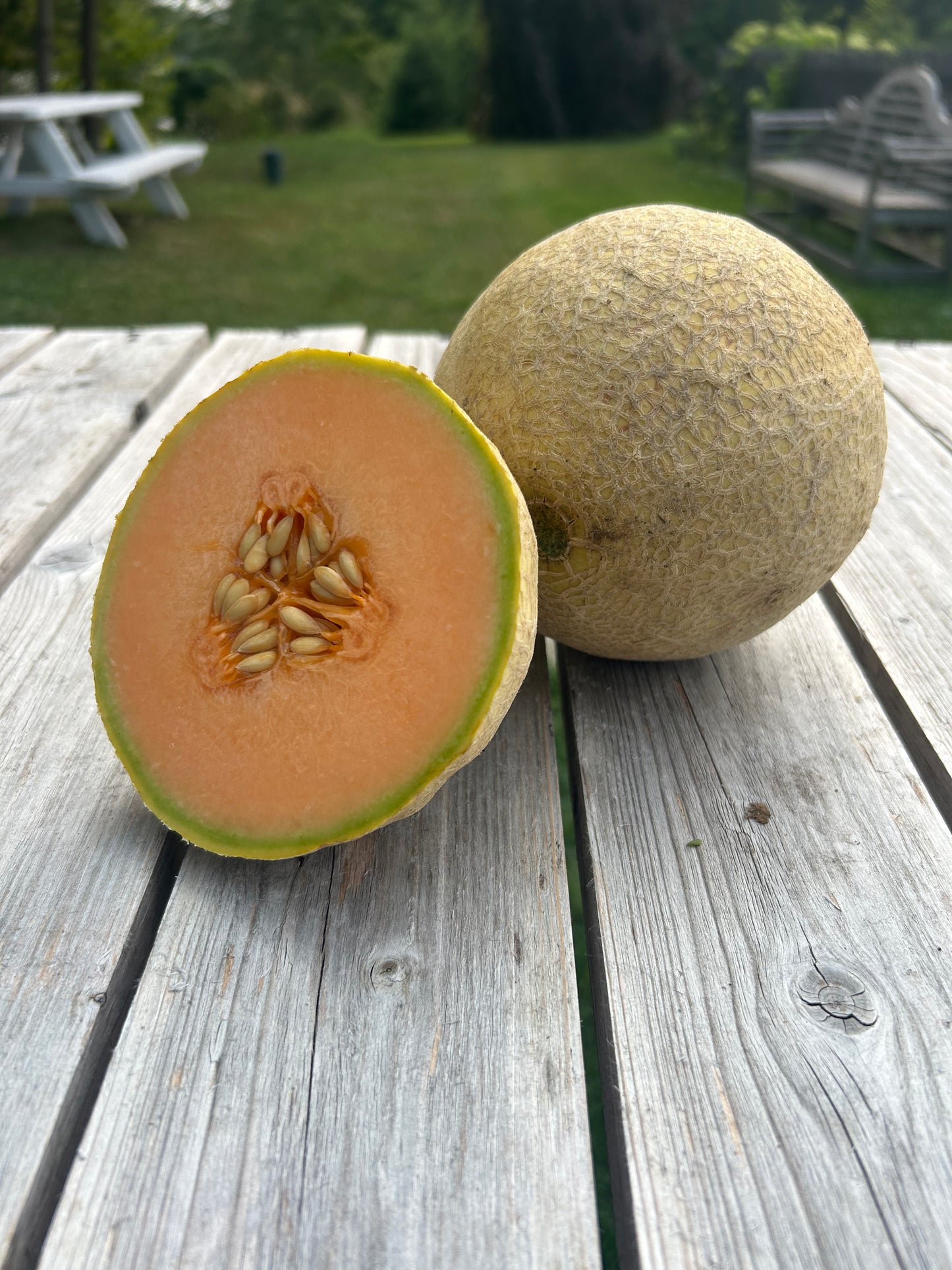 Sugar Cube Cantaloupe (per melon)