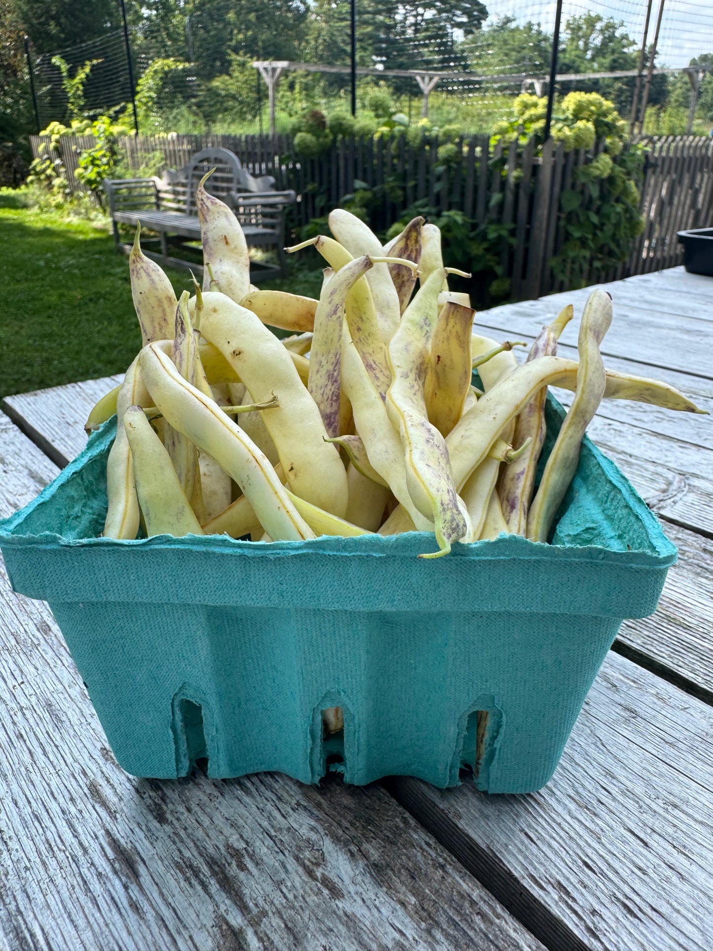 Dragon Tongue Beans (per pound)