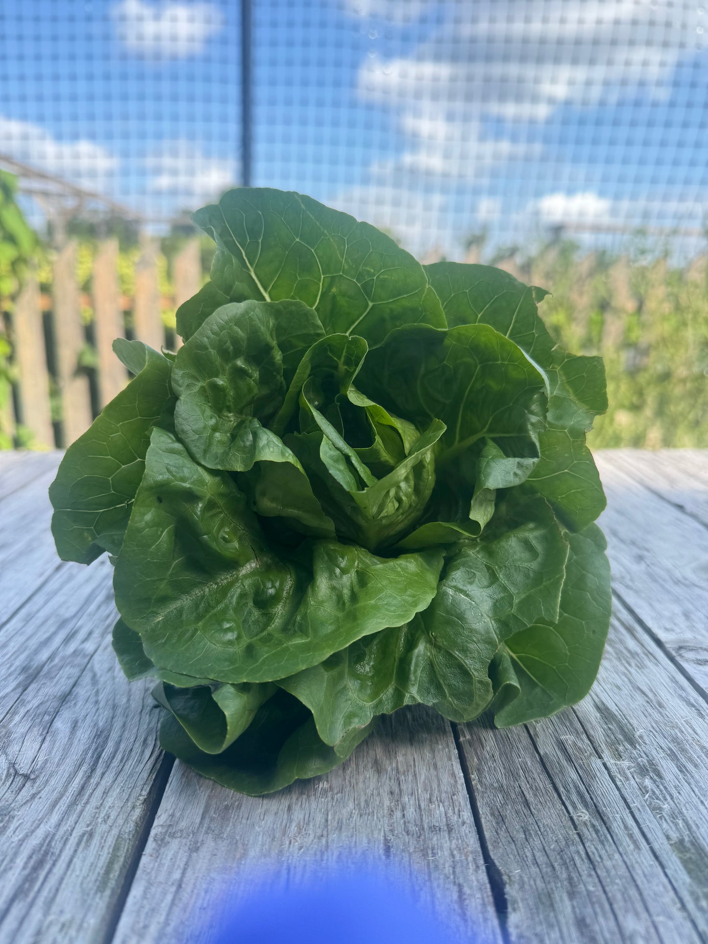 Green Gem Lettuce (per LB)