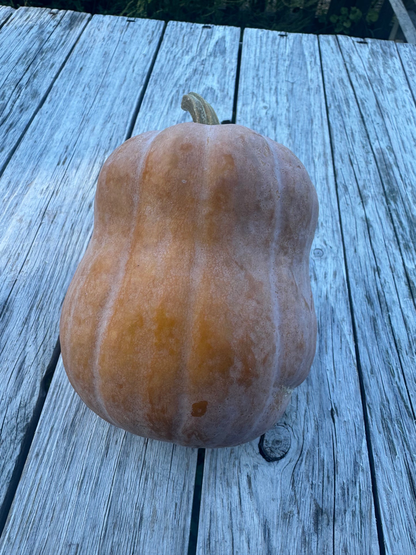 Koginut Squash (per pound)
