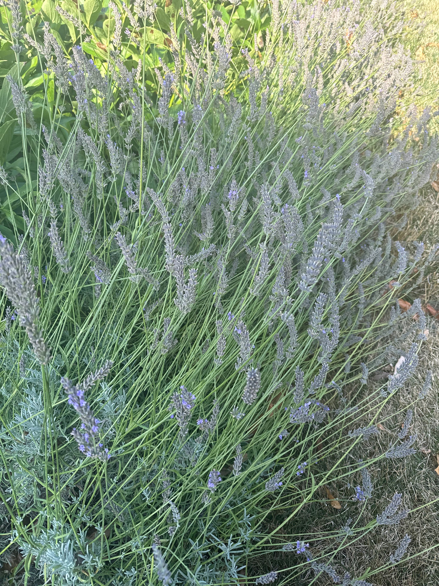 Lavender Flowers, bunch (6-8)