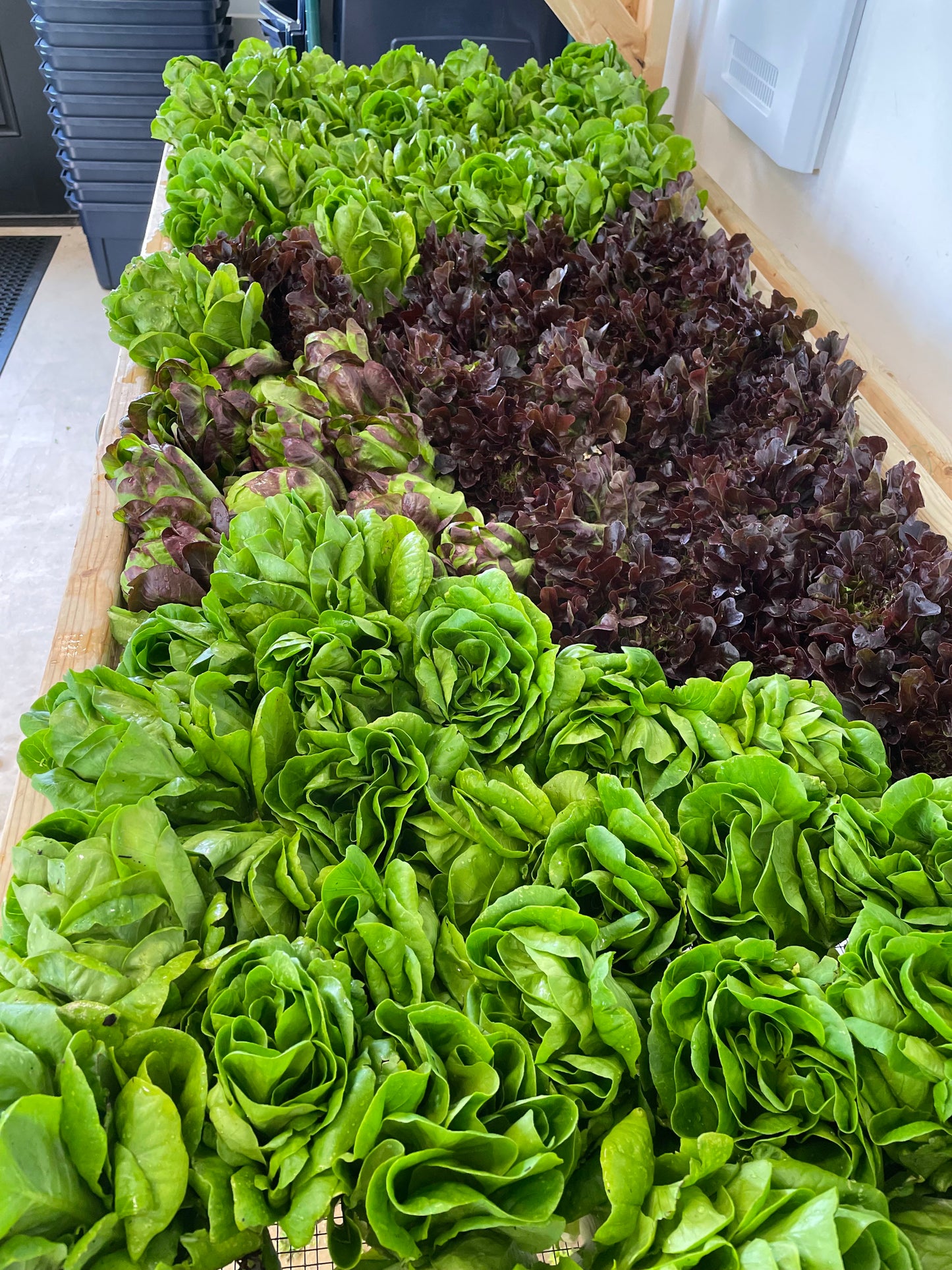 Lettuce Mix