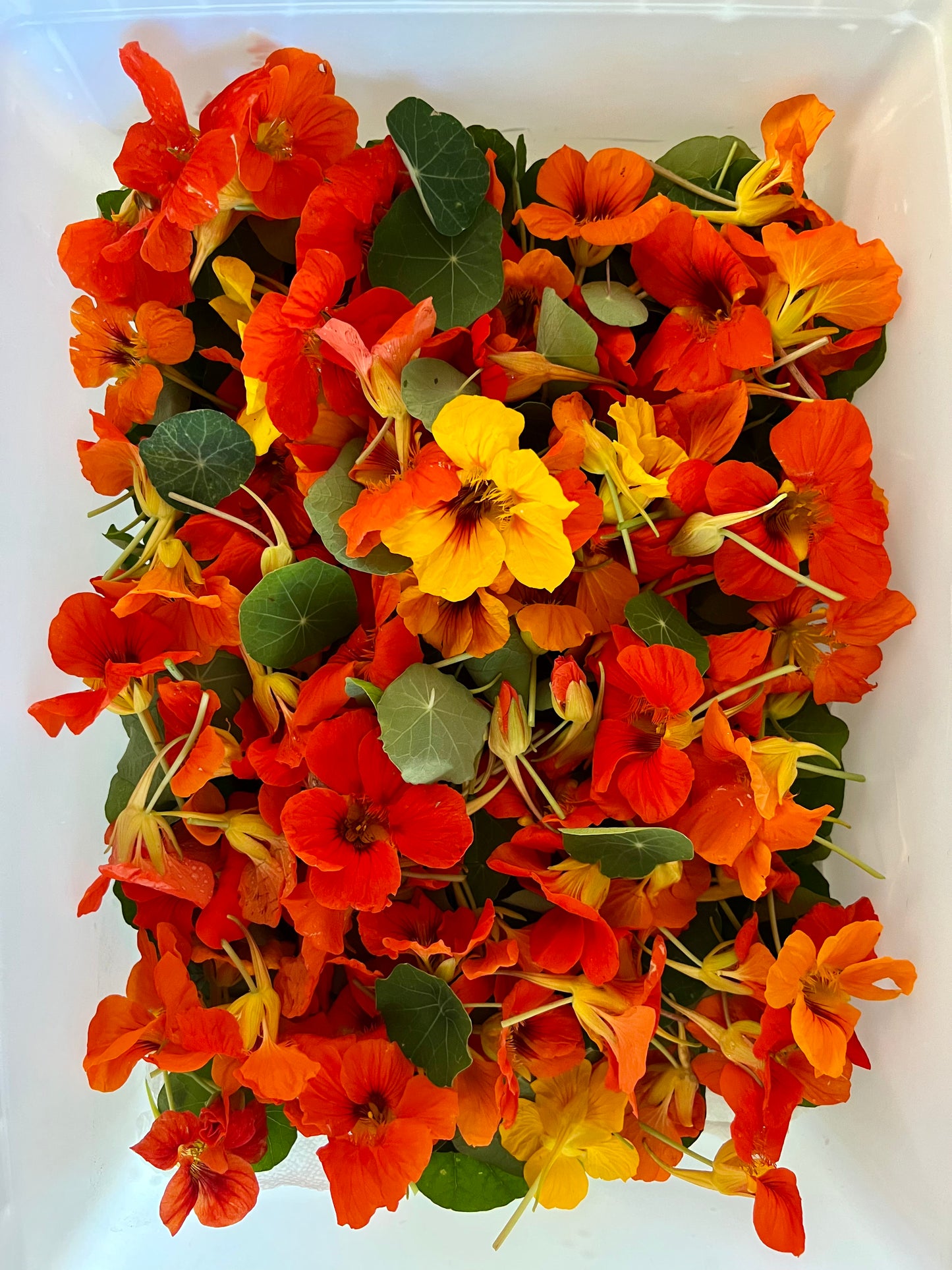 Nasturtium, flowers 25 count