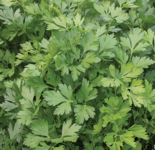 Parsley - per ounce