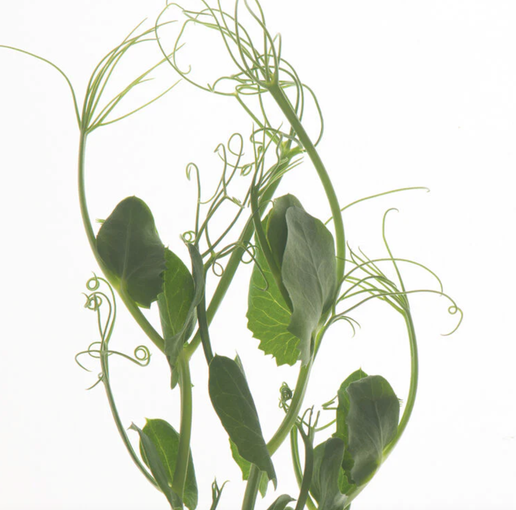 Pea Shoots - 0.25 Lb
