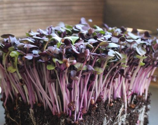Rambo Radish Sprouts