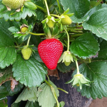 Ruby June Strawberries