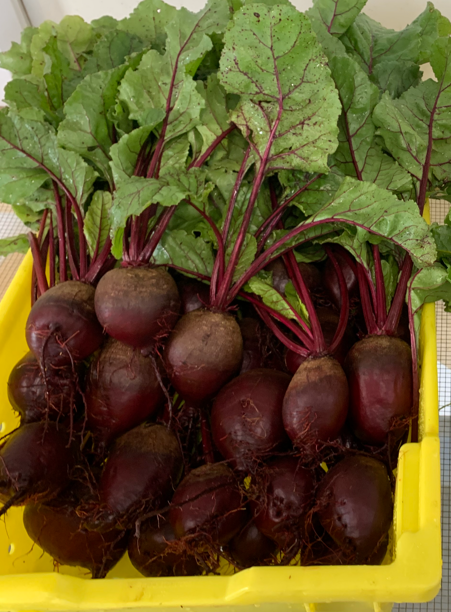 Red Beets