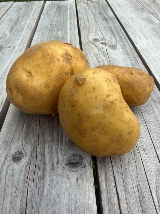 Carola New Potatoes