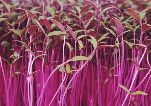 Amaranth Sprouts - Whole Tray