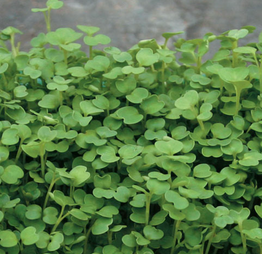 Arugula Shoots - Whole Tray
