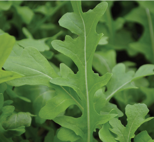 Arugula 0.5 Lb