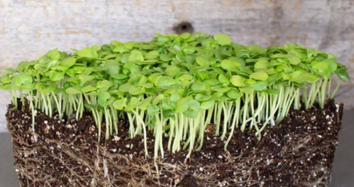 Basil Microgreens - Whole Tray