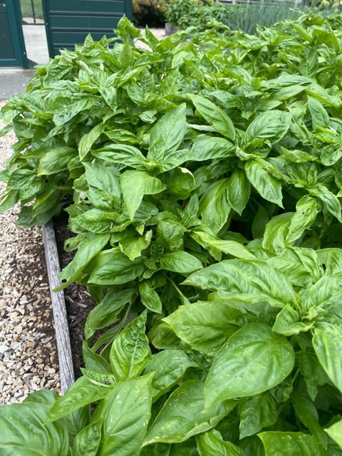 Basil (1/4 Bunch)