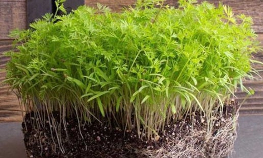 Carrot Microgreens - Whole Tray