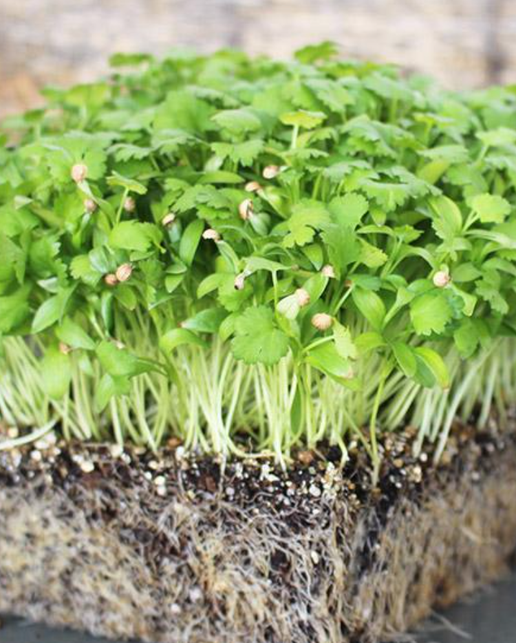 Cilantro Shoots - 0.5 Lb