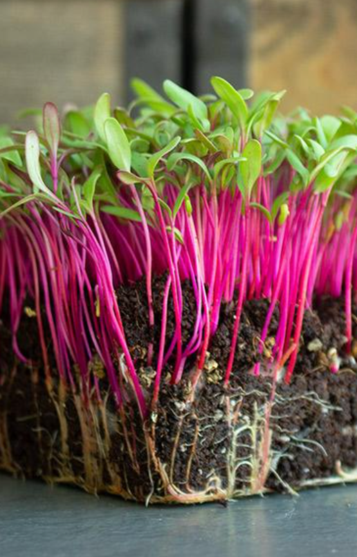 Dill Microgreens - Whole Tray (1)
