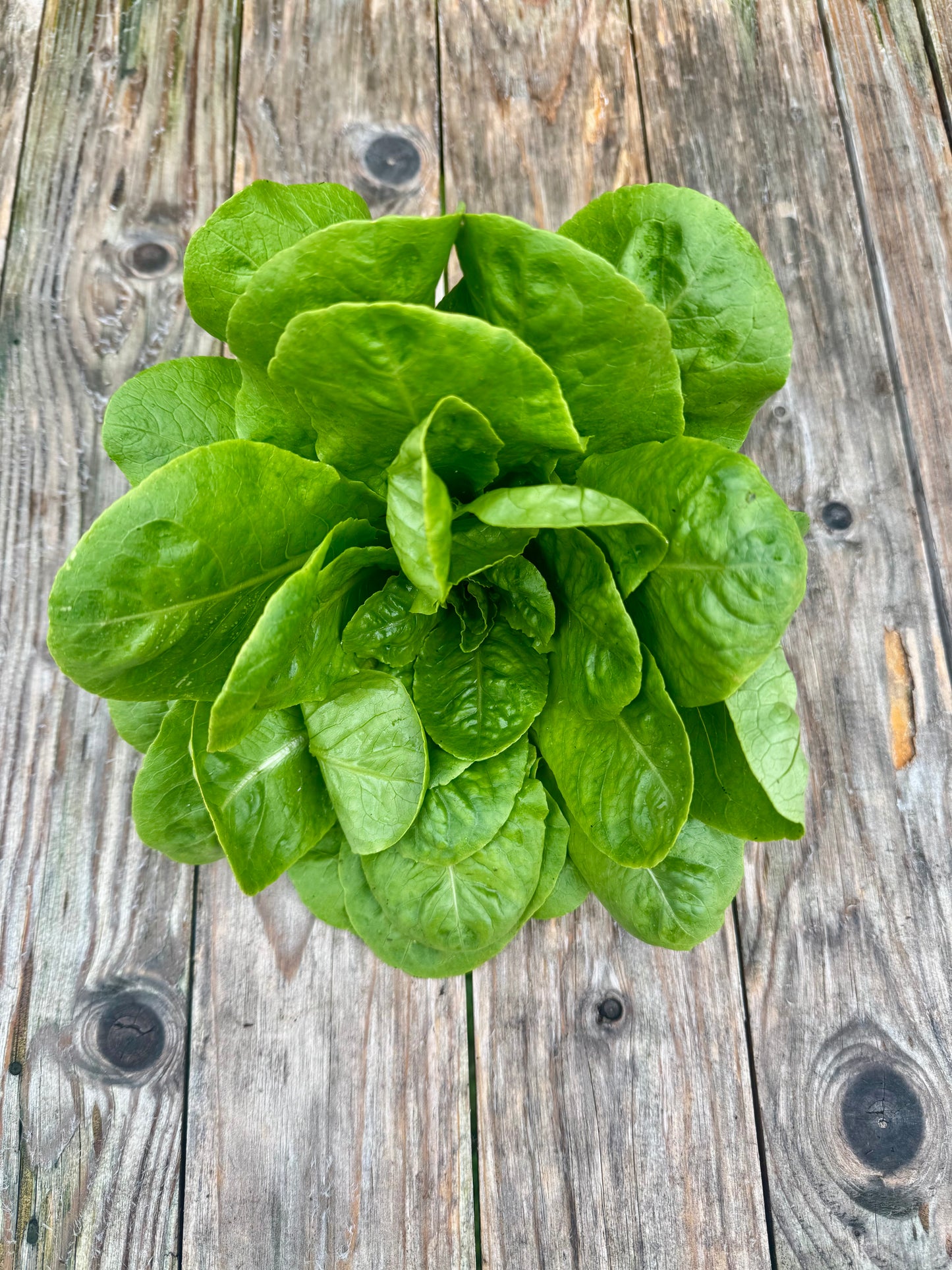Spinach Lettuce Heads