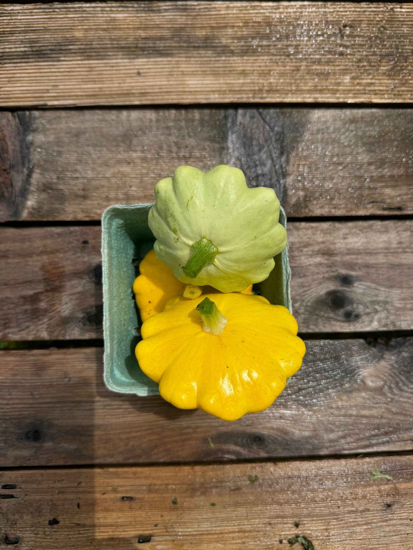 Patty Pan Squash