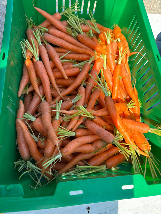 Bolero Carrots