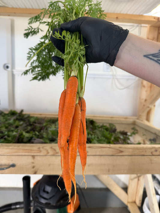Carrots w/ Tops