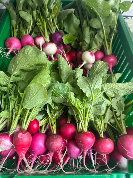 Radish, Easter Egg