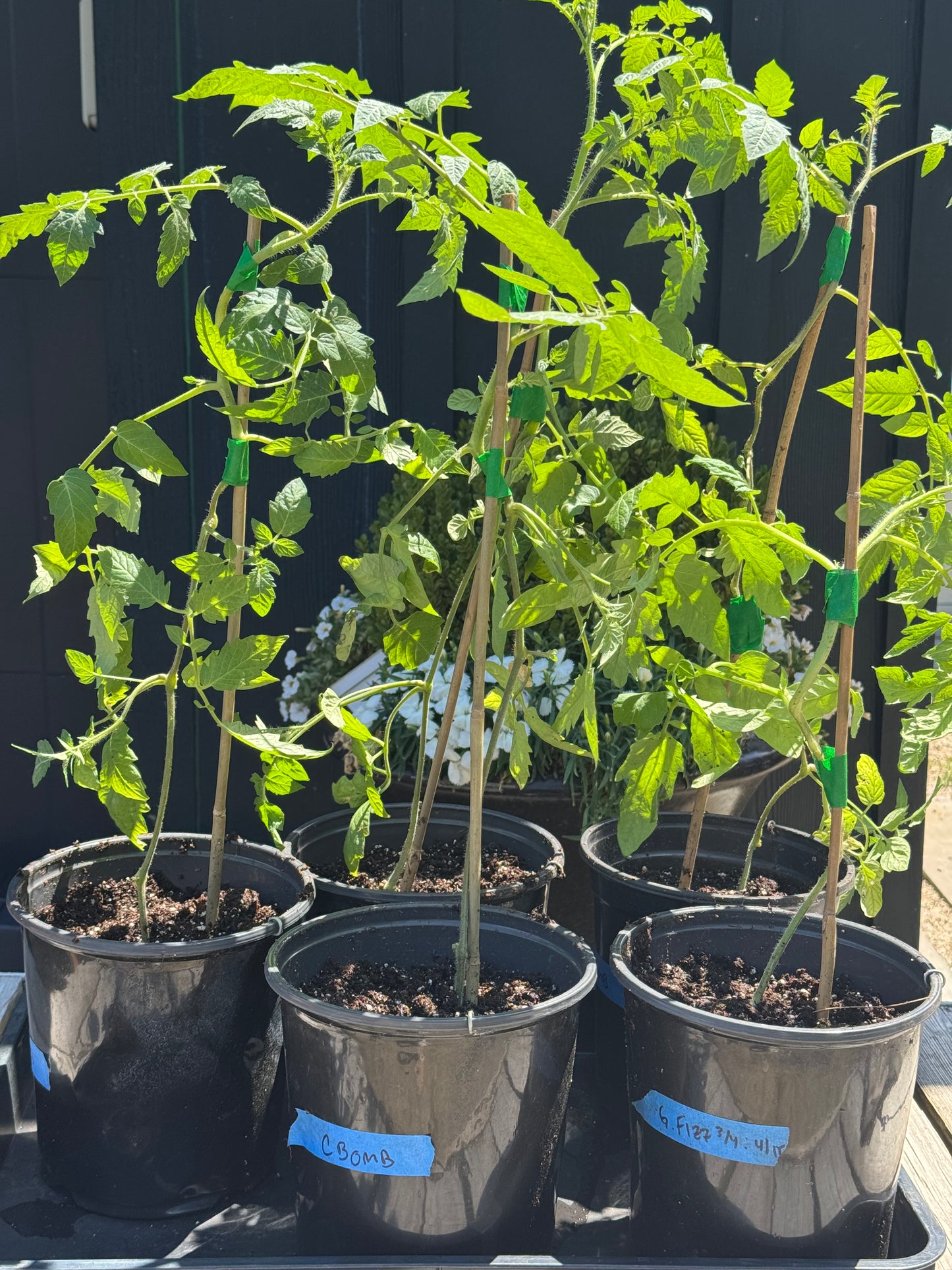 Tomato Plant 1 Gallon