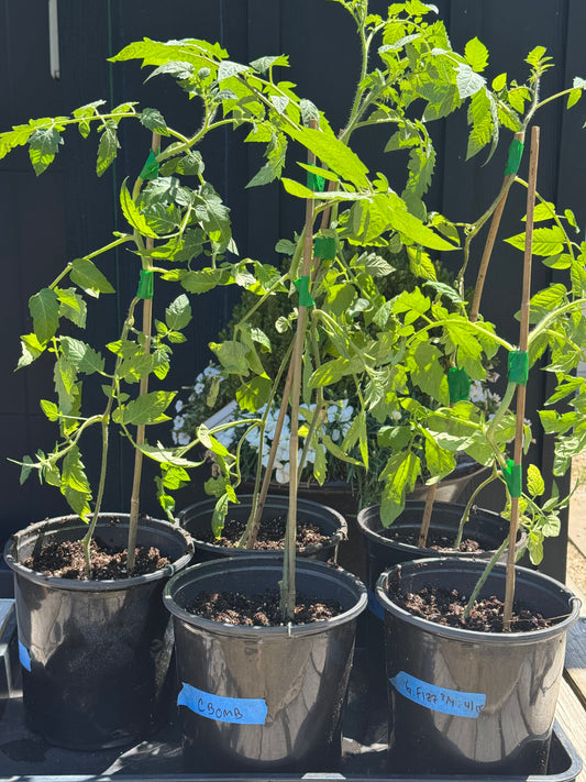 Tomato Plant 1 Gallon