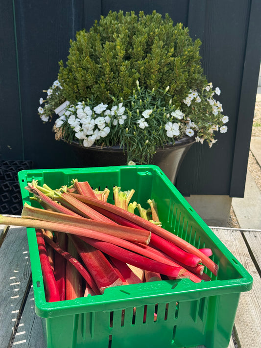 Rhubarb