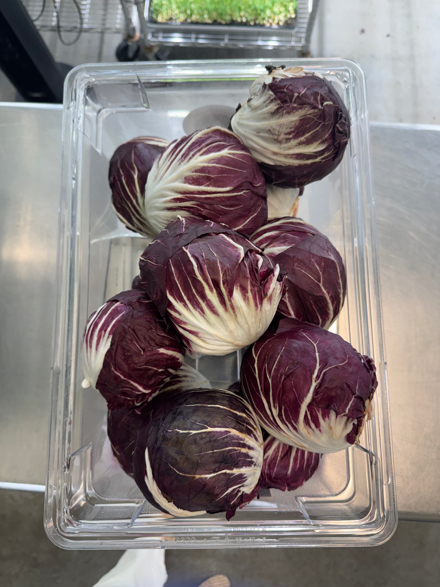 Radicchio