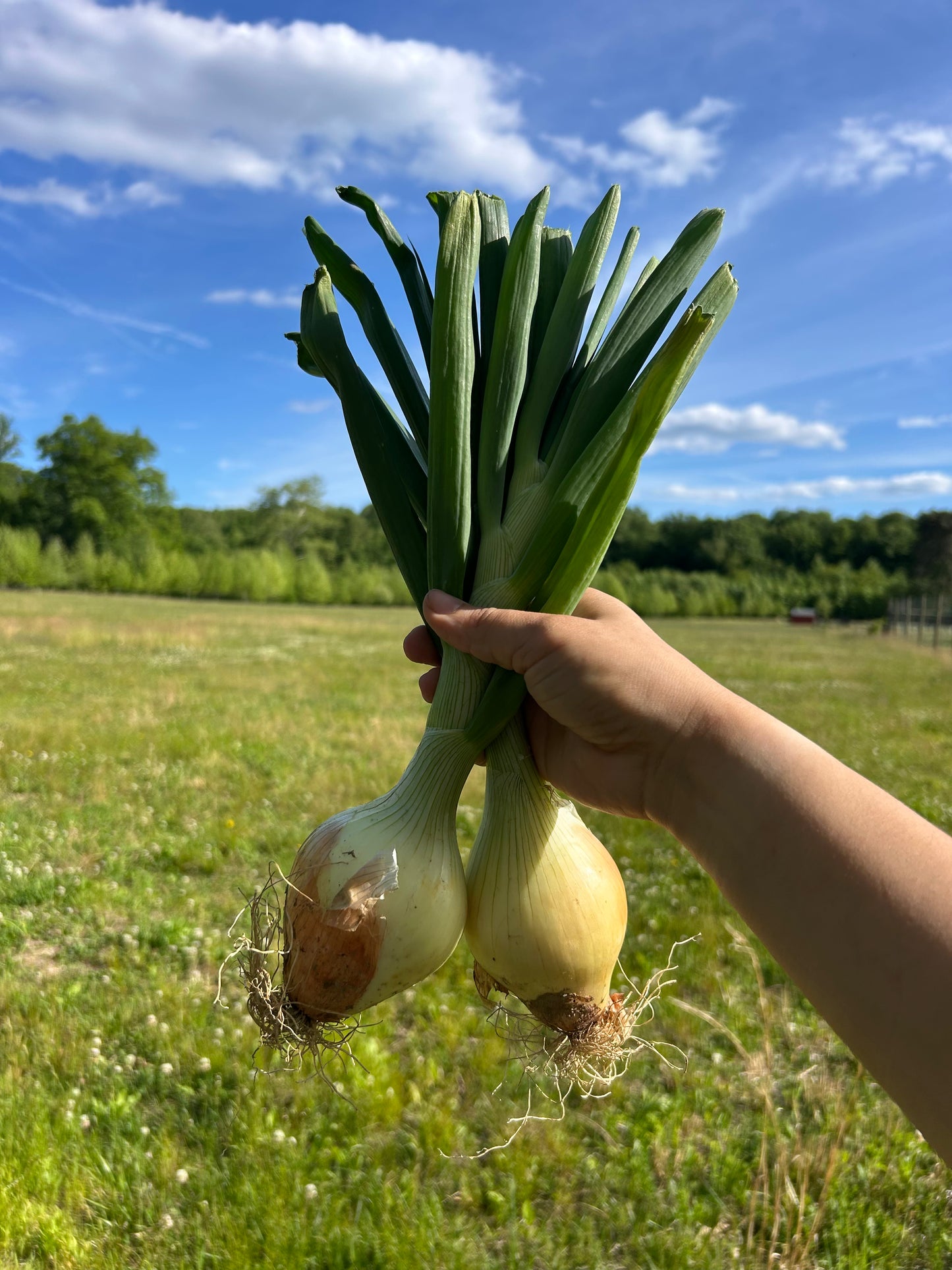 Yellow Spring Onions (per lb)