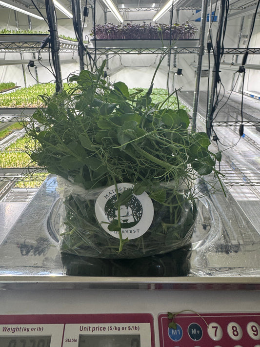 Pea Shoots, Tendril