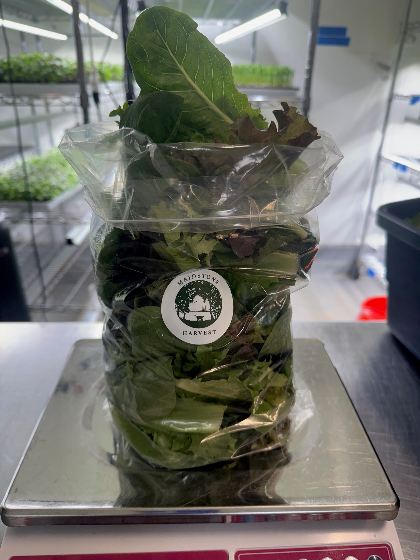 Lettuce Mix